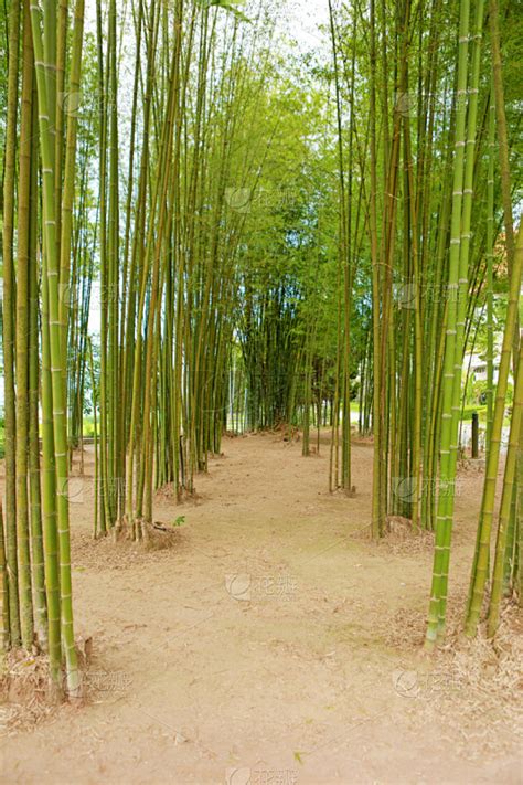 日本竹风水